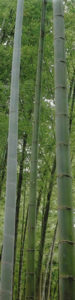 bamboo