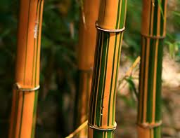 Cleaning and Maintaining Your Bamboo Floor